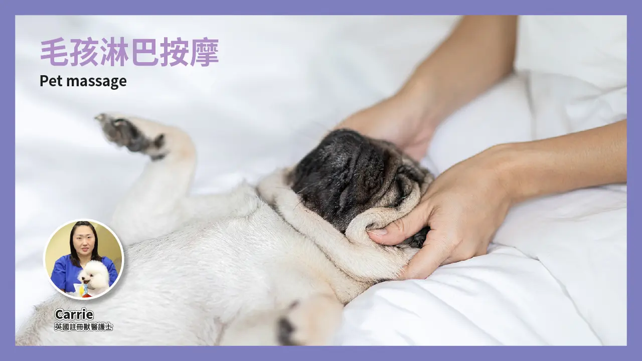 西沙GO PARK 毛孩專屬週末派對！毛孩淋巴按摩工作坊 9月13日（六）13:30–14:30（狗狗專場）