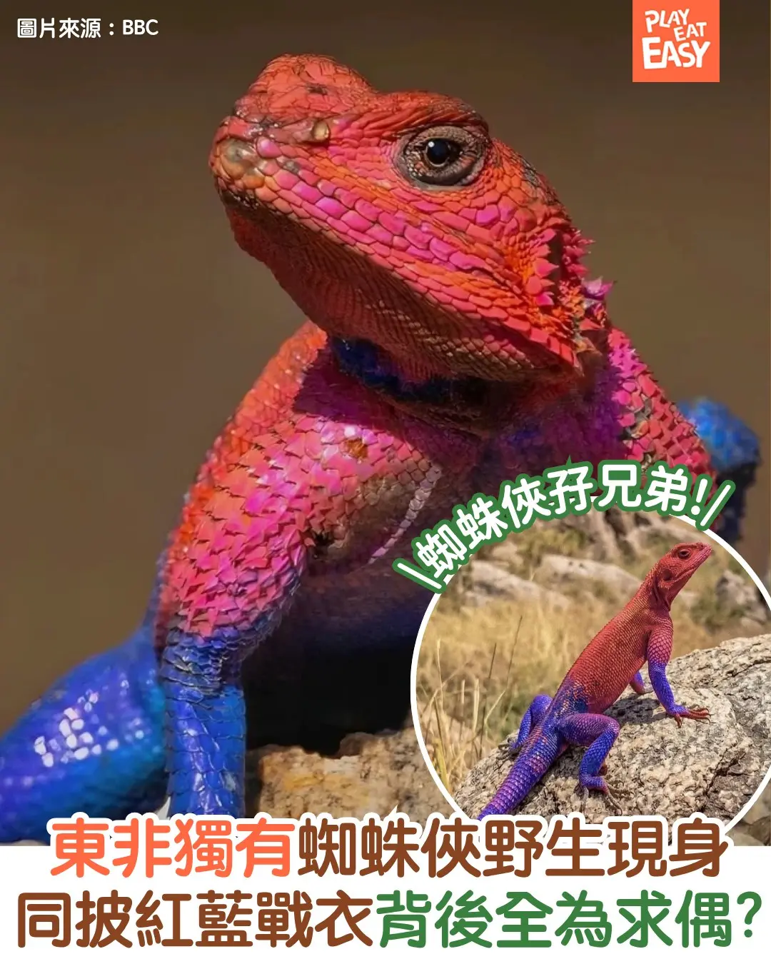 【#網民熱話】東非獨有蜘蛛俠野生現身! 同披紅藍戰衣背後全為求偶?